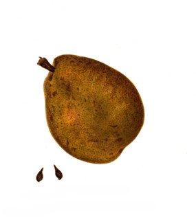 Chancellor Variety Pear