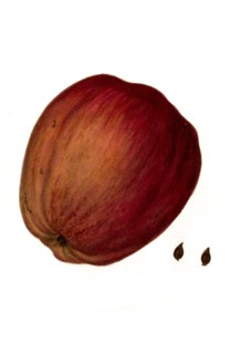 Apple Of The Clyde Beauty Variety