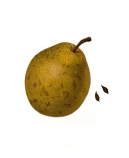 Pear Of The Heathcot Variety