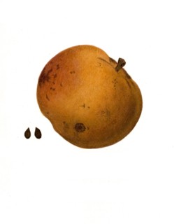 Apple Of The Northern Sweet Variety