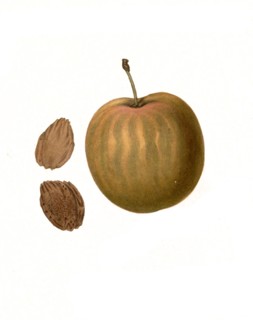 General Hand Plum Variety