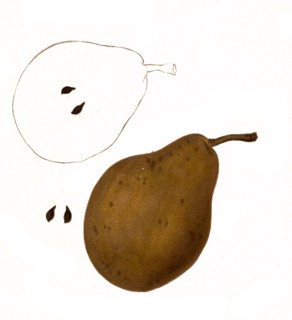 Pear Of The Dix Pear Variety