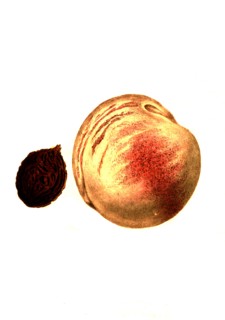 Peach Of The Gorgos Variety