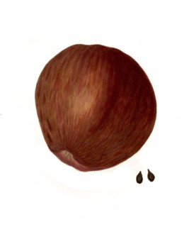 Northern Spy Apple
