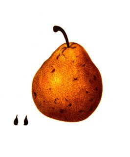 Pear Of The Columbia Variety