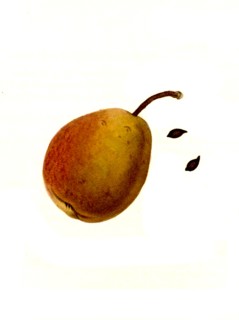 Ott Pear Pear