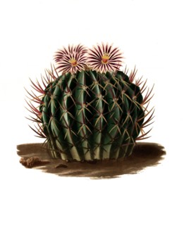 Stenocactus Coptonogonus Is A Species Of Plant In The Genus Stenocactus In The Cactus Family