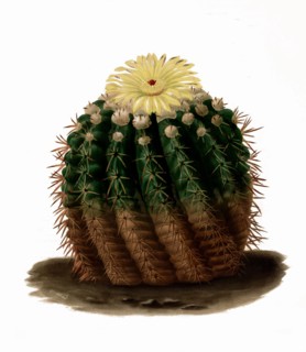 Parodia Erinacea Is A Species Of Plant In The Genus Parodia In The Cactus Family