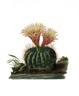 Parodia Concinna Is A Species Of Plant In The Genus Parodia In The Cactus Family