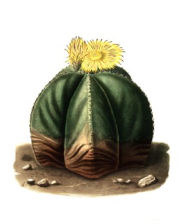Bishop'S Cap (Astrophytum Myriostigma) Is A Species Of The Genus Astrophytum In The Cactus Family