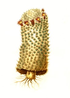 Mammillaria Geminispina Is A Species Of Plant In The Genus Mammillaria In The Cactus Family