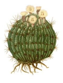 Echinocactus Melocactiformus