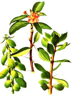 1. Pereskia Grandifolia