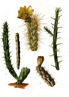 1. Opuntia Kleiniae
