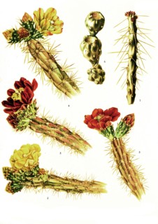1. Opuntia Tetracantha
