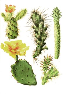 1. Opuntia Burrageana