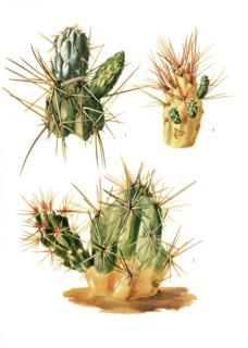1. Opuntia Miquelii