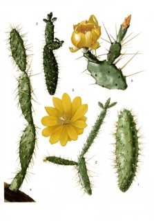 1. Opuntia Pascoensis