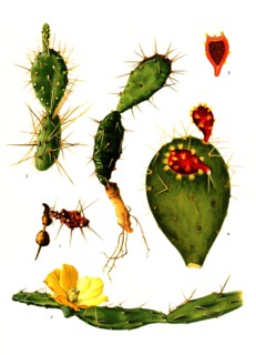 1. Opuntia Drummondii