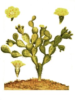 Opuntia Jamaicensis