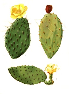 Opuntia Decumbens