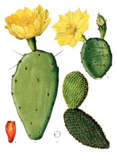 1. Opuntia Microdasys