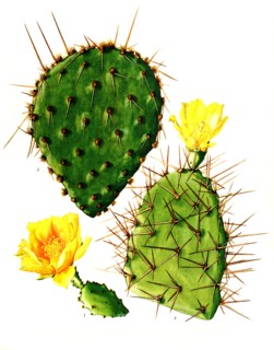 1. Opuntia Fuscoatra