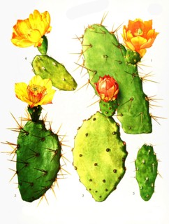 1. Opuntia Bergeriana