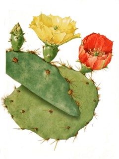 Opuntia Lindheimeri