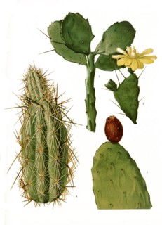 1. Opuntia Tomentosa