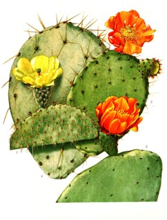 1. Opuntia Leucotricha