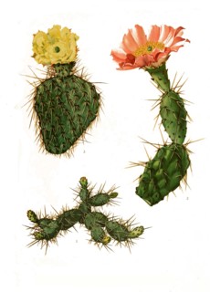 1. Opuntia Fragilis