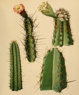 1. Cephalocereus Brooksianus