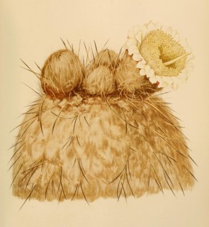 Pachycereus Chrysomallus