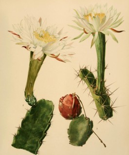 1. Acanthocereus Pentgonus