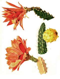 1. Heliocereus Elegantissimus