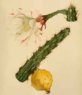 Harrisia Eriphora