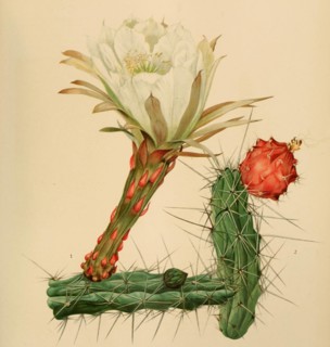 Harrisia Tortuosa