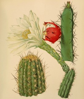 1. Harrisia Fernwii