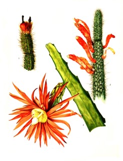 1. Arrojadoa Rhodantha