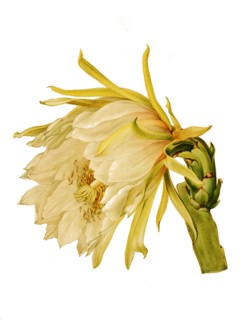Hylocereus Monacanthus