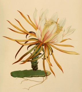 Hylocereus Lemairei