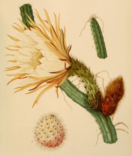 Selenicereus Grandiflorus