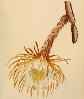 Selenicereus Urbanianus