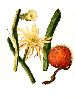 1. Selenicereus Pteranthus