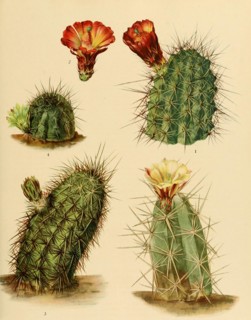 1. Echinocereus Coccineus