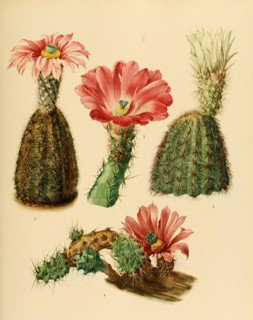 1. Echinocereus Pentalophus