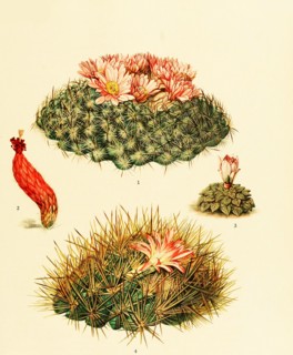 1. Pediocactus Simpsonii