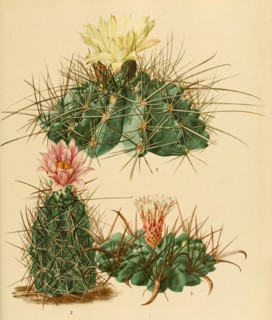 1. Ferocactus Hamatacanthus