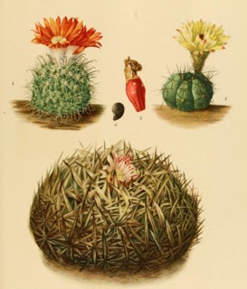 1. Hickenia Microsperm
